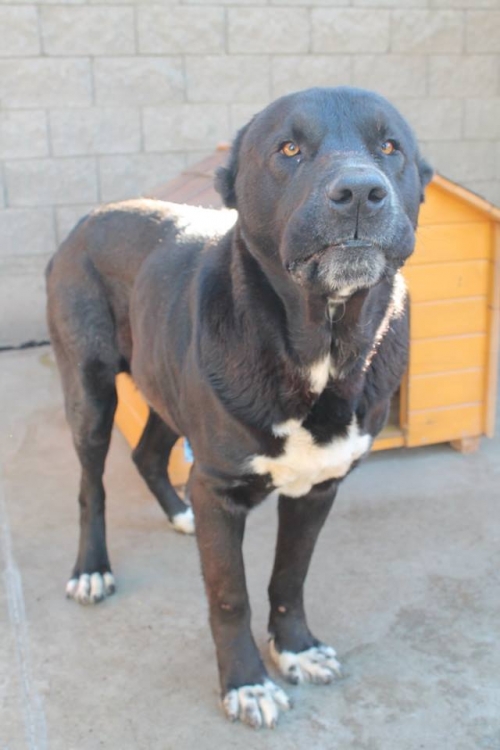 ქართული ნაგაზი რიჩი