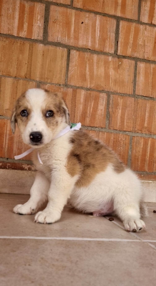 მეტისი დიდი დიღომი