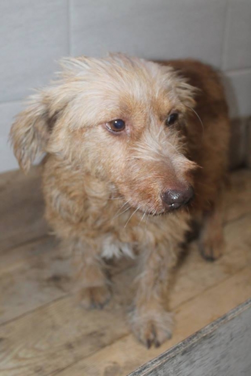 ბალონკა ლედი