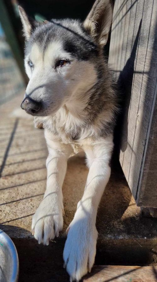 ლაიკა თემქა, ზღვის უბანი