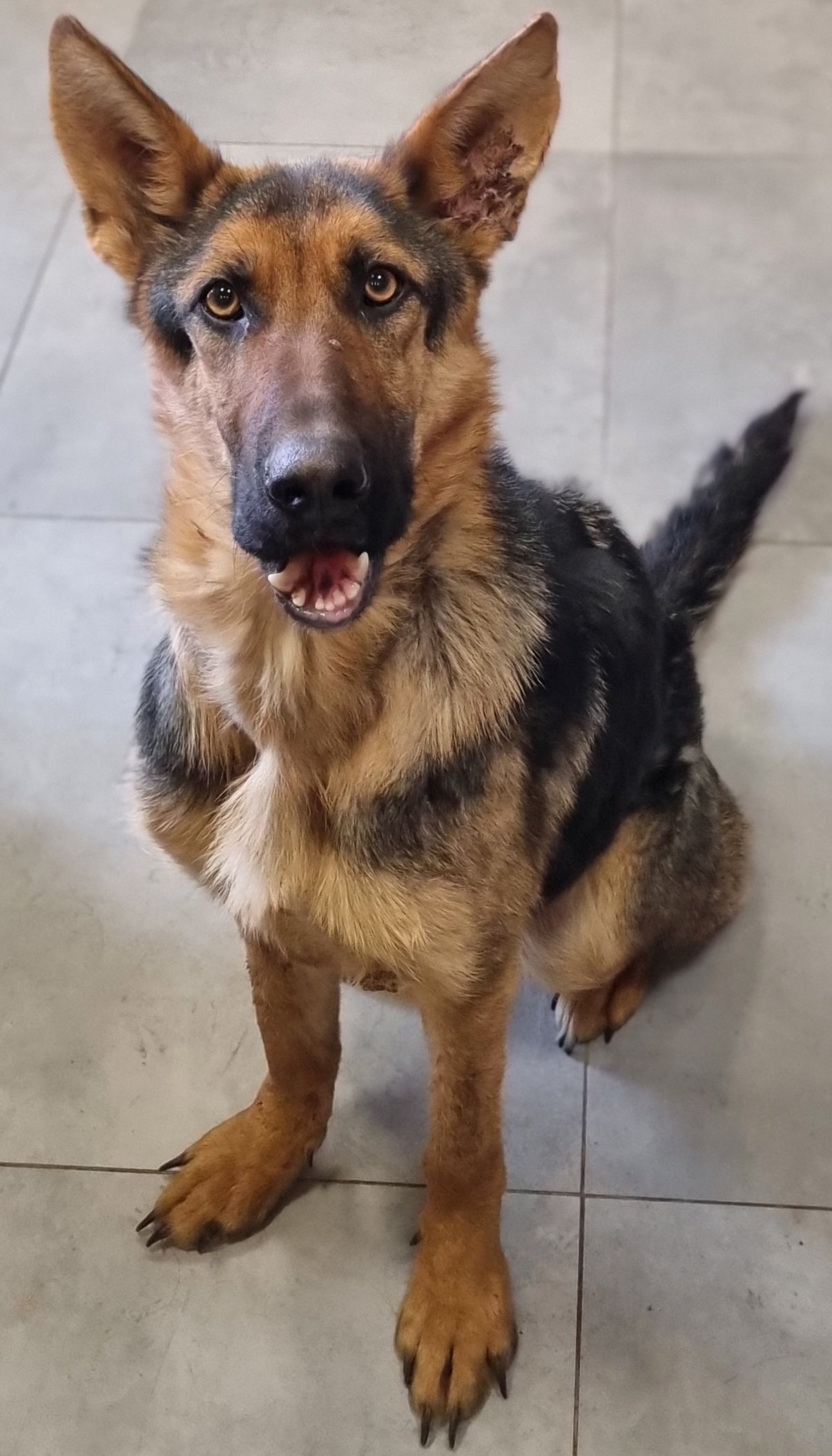 გერმნული ნაგაზი. ჭორვილა