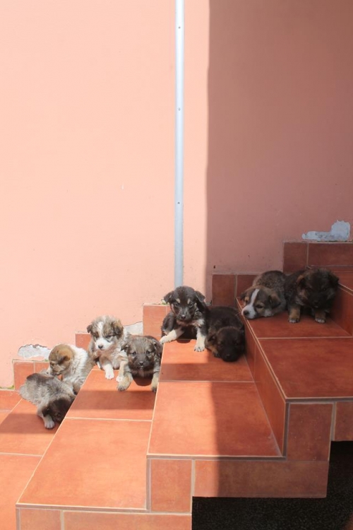 მეტისის ლეკვები უსახელო