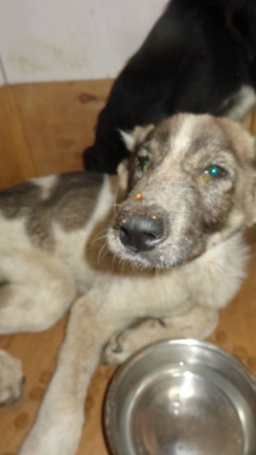 ქართული ქოფაკი უსახელო