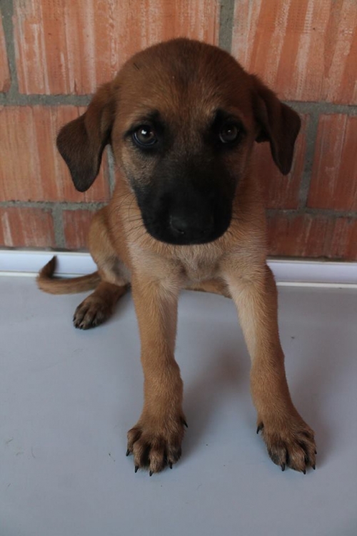 მეტისი უსახელო