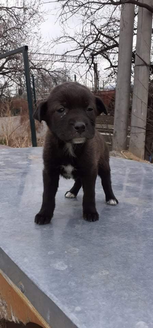 მეტისი უსახელო