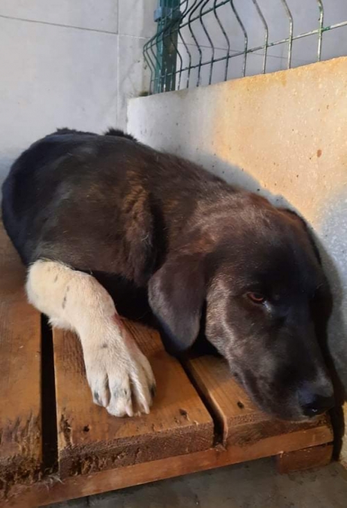 მეტისი წავკისი