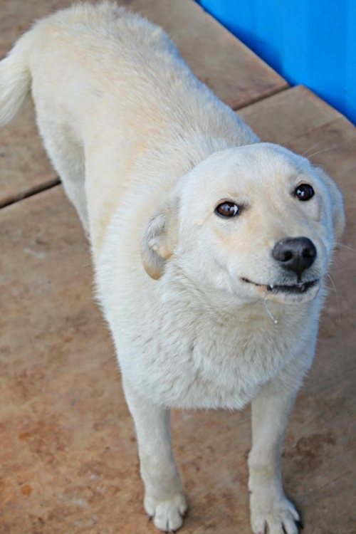 მეტისი უსახელო