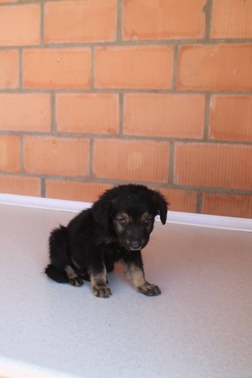 მეტისი უსახელო