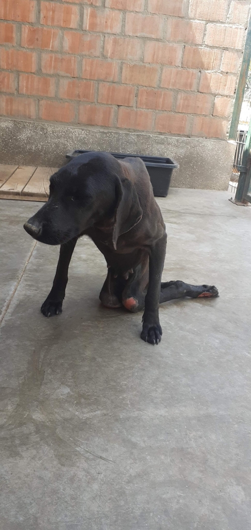 მეტისი უსახელო