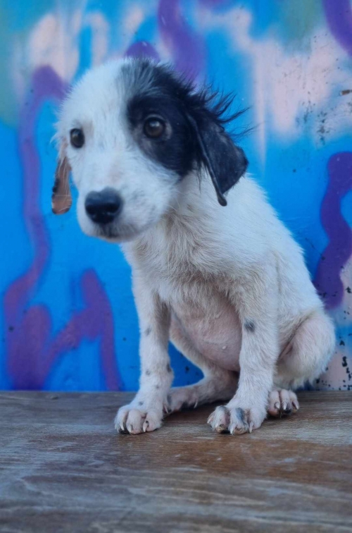 მეტისი კახეთის გატკეცილი