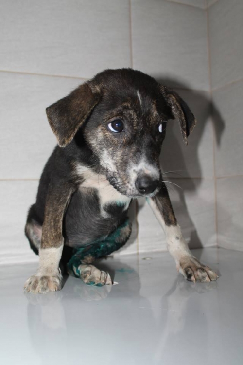 მეტისი უსახელო