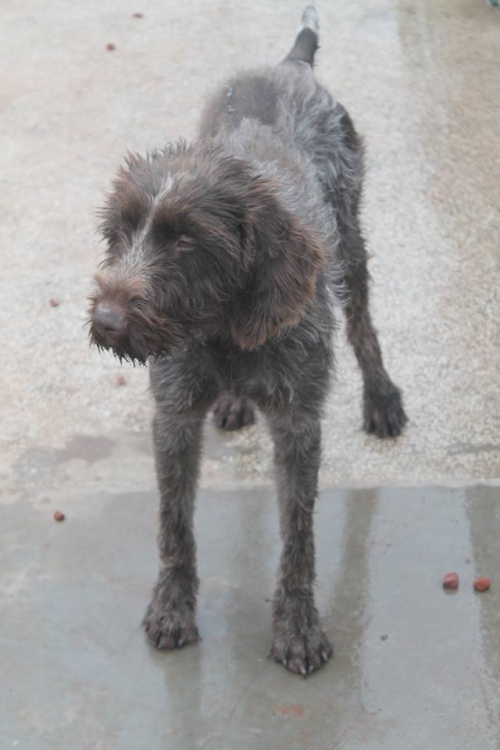 დრათხარი უსახელო