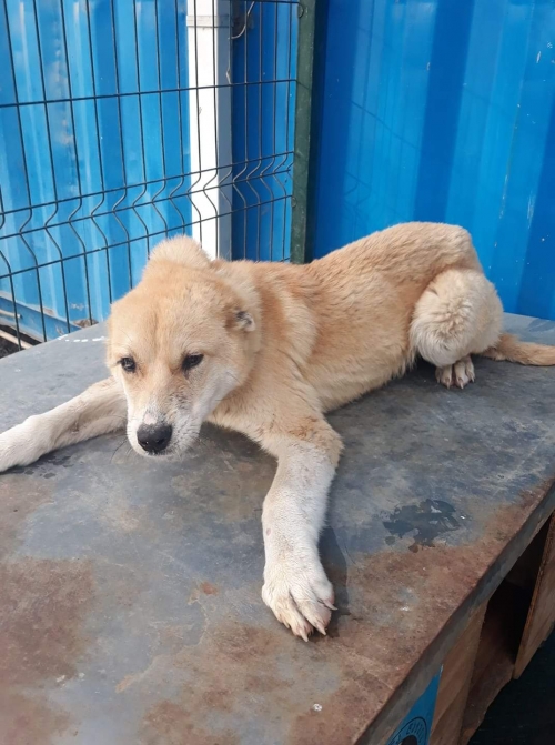 ქართული ქოფაკი მრტყოფი