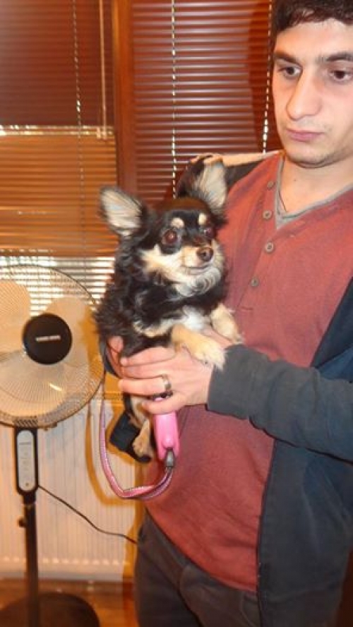 ჩიხუა ხუა კნოპა