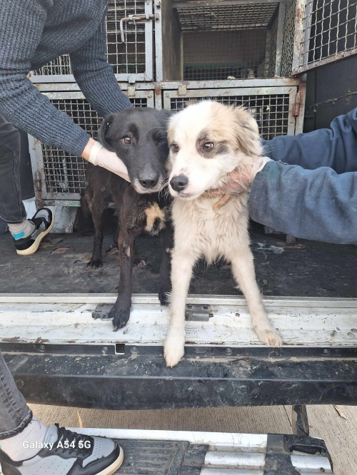 მეტისი გადმოყვანილია მუნიციპალური თავშესაფრიდან. მოსკოვის პროსპექტის ძაღლი