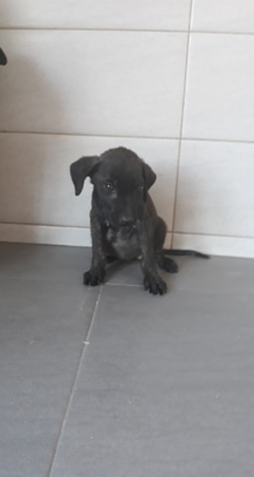 მეტისი უსახელო