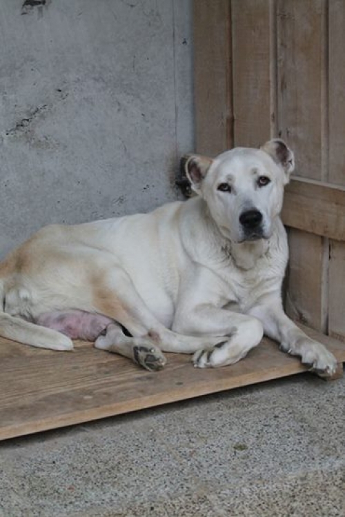 ქართული ნაგაზი უსახელო
