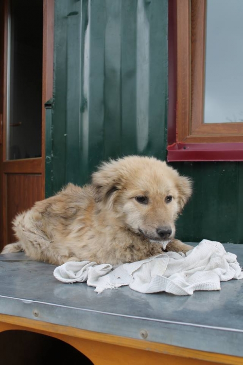 ქართული ქოფაკი უსახელო