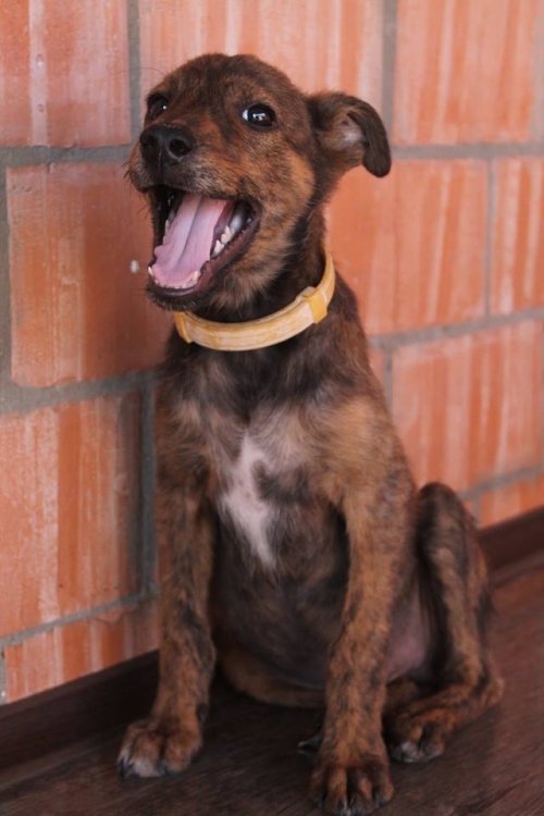 მეტისი უსახელო