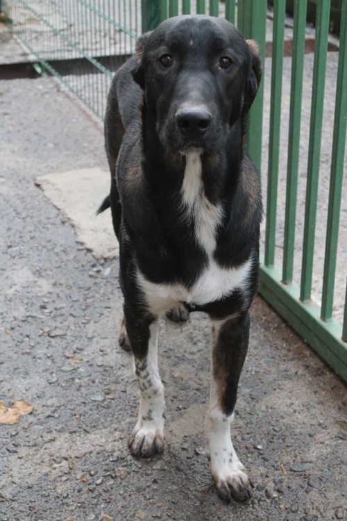 მეტისი დოდი