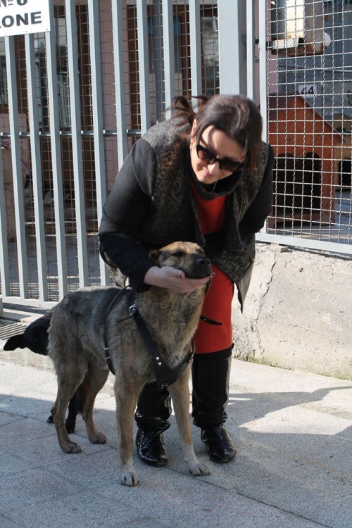 მეტისი რიჟა