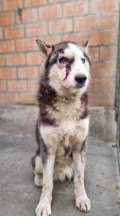 ლაიკა ოზურგეთი