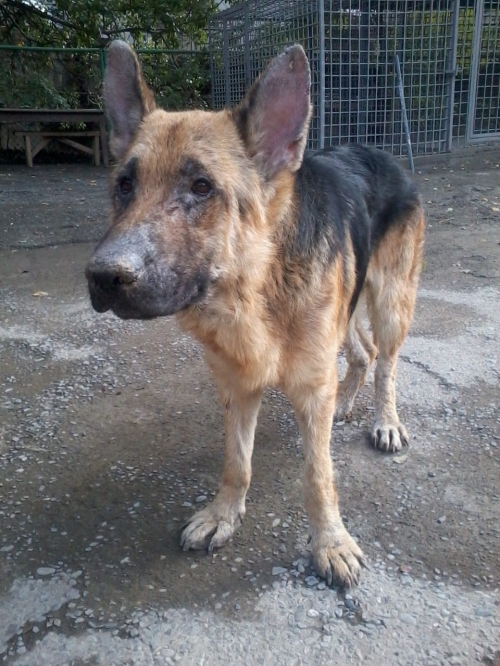 გერმანული ნაგაზი ჯერი