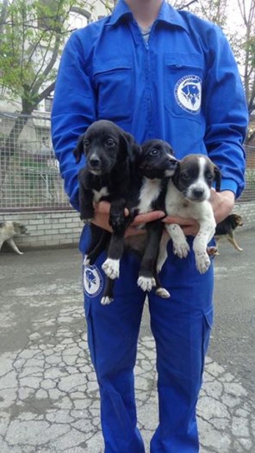 მეტისი უსახელოები