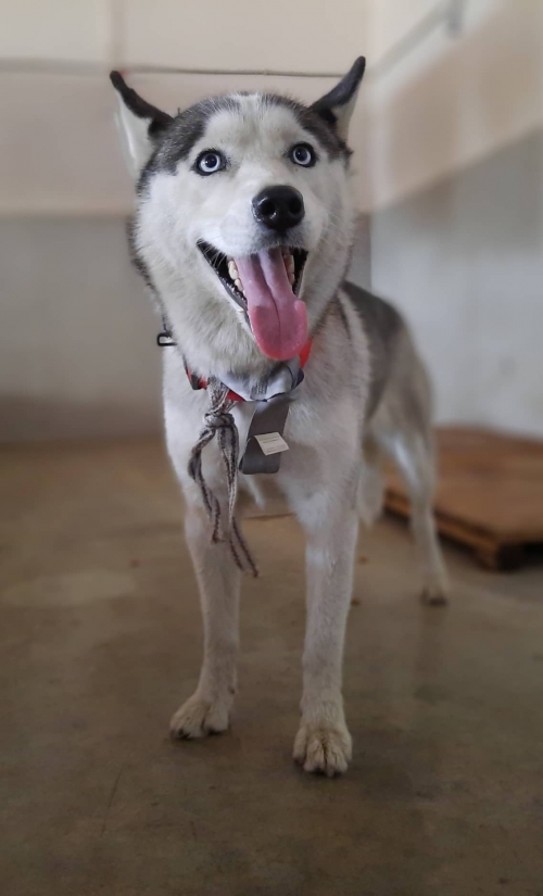 ლაიკა საბურთალო