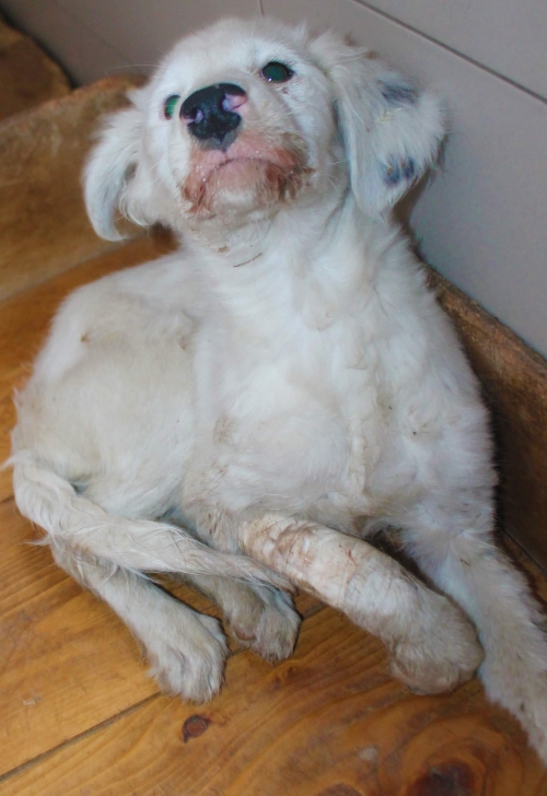 მეტისი უსახელო