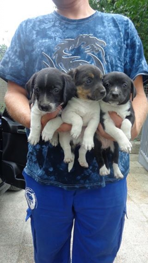 მეტისის ლეკვები უსახელოები