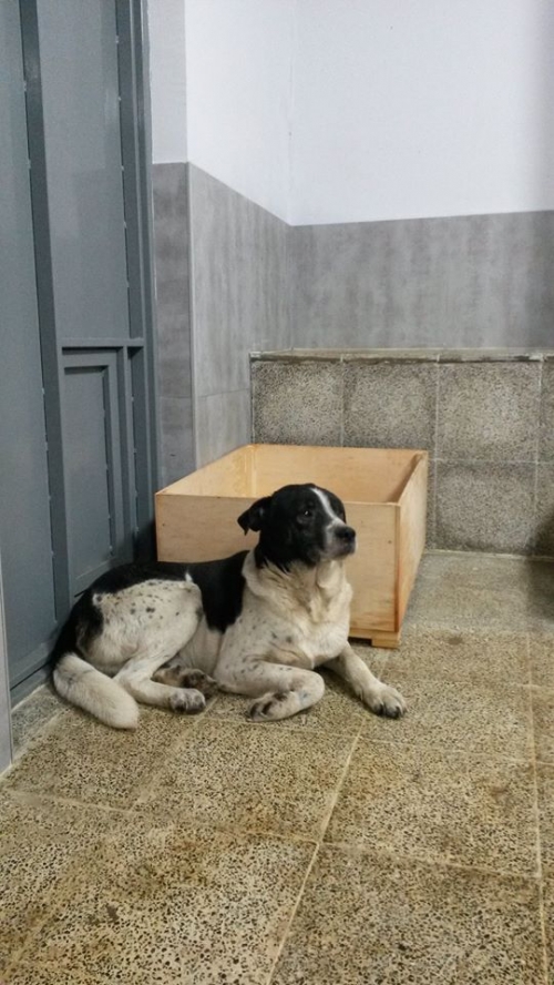 მეტისი ბასა