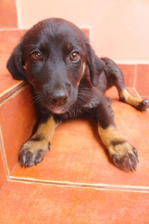 მეტისი უსახელო