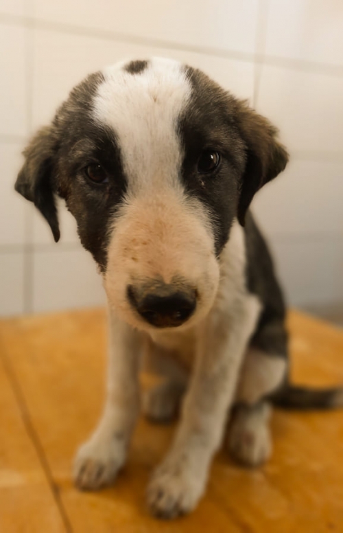 მეტისი მარშალ გელოვნის N3 ში ნაპოვნია