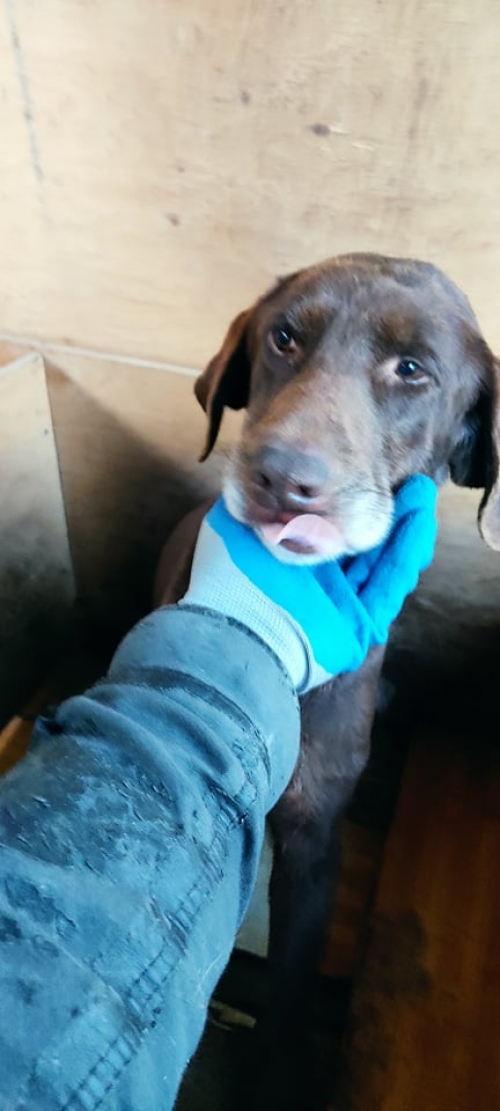 მეტისი ნაპოვნია ჭიათურაში