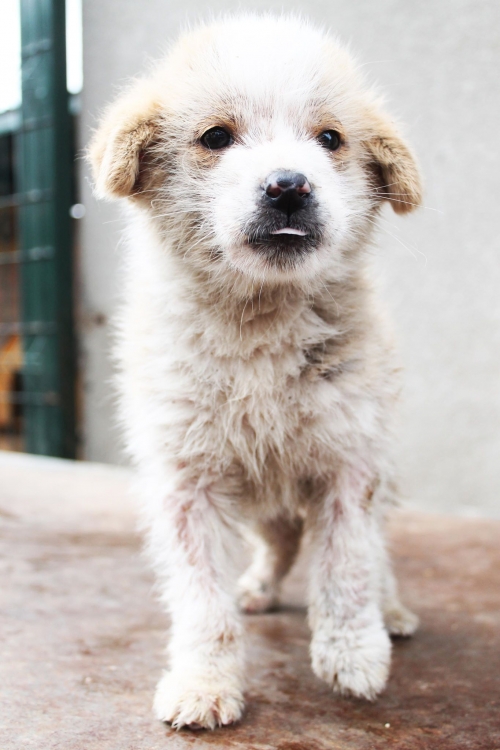 მეტისი უსახელო