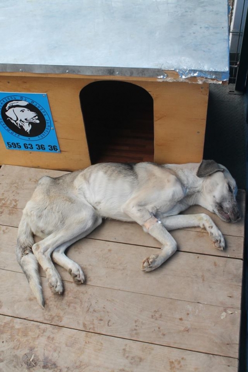 მეტისი უსახელო