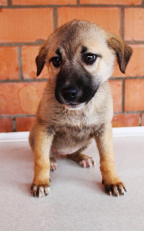 ქართული ქოფაკი უსახელო