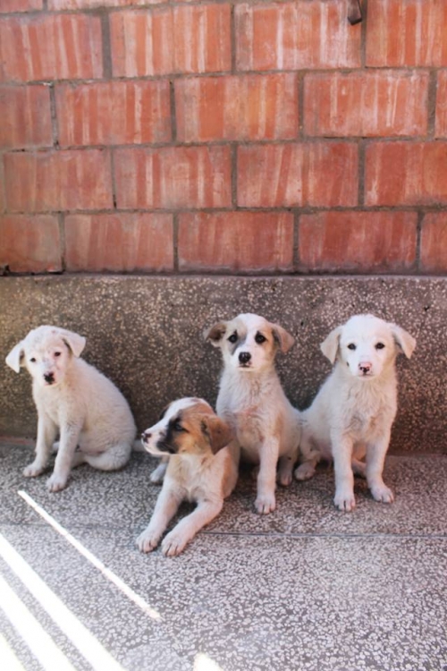 მეტისის ლეკვები უსახელო