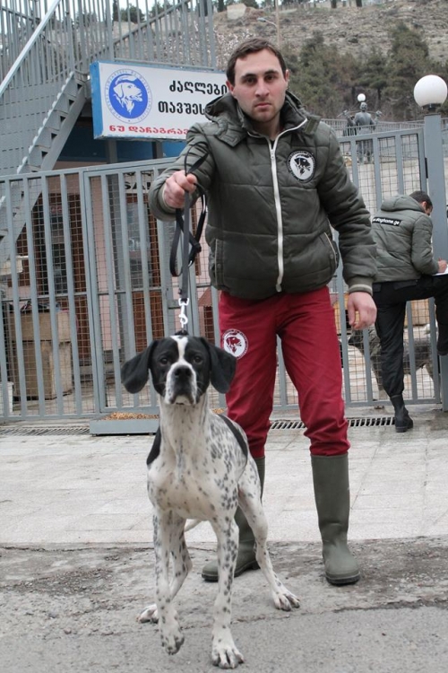 პოინტერი ლაკი