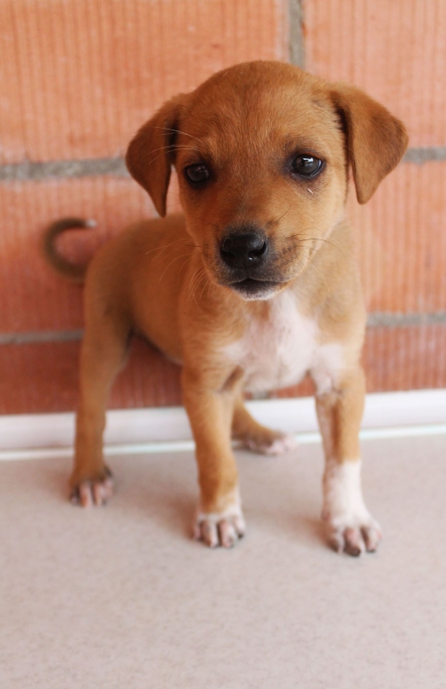 მეტისი უსახელო