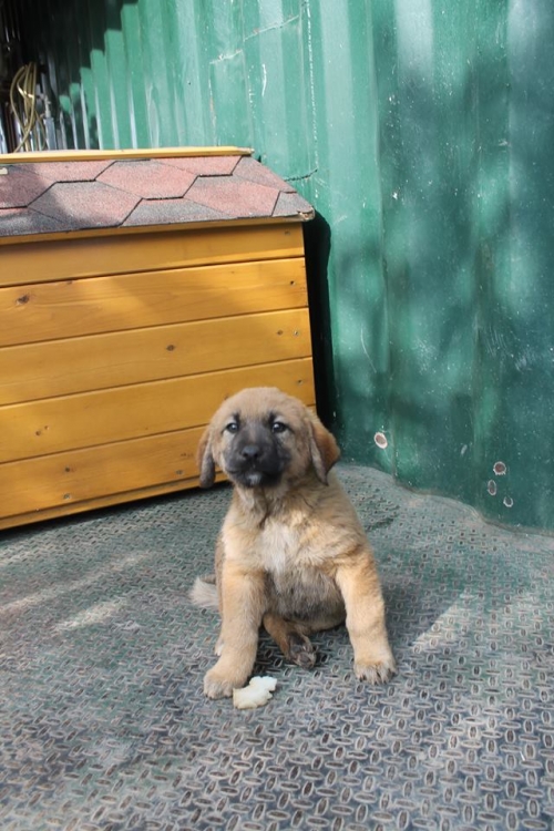 ქართული ქოფაკი უსახელო