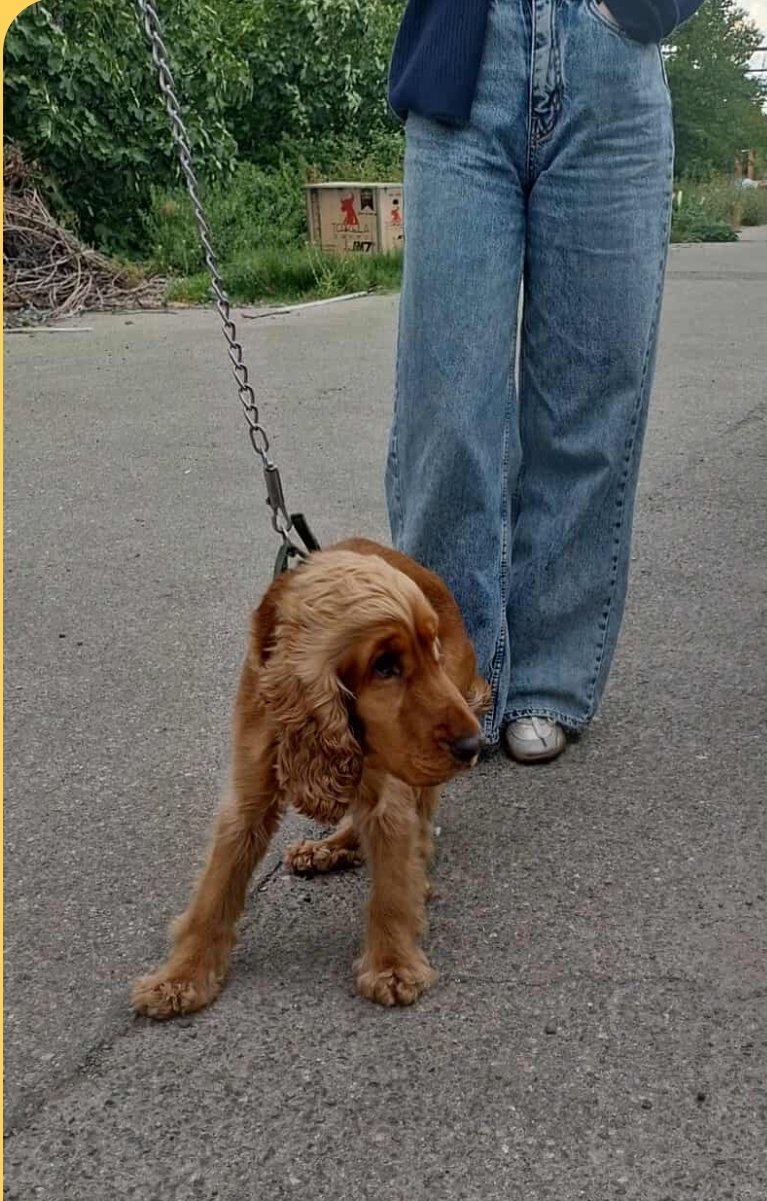 კოკერსპანიელი. ლილო