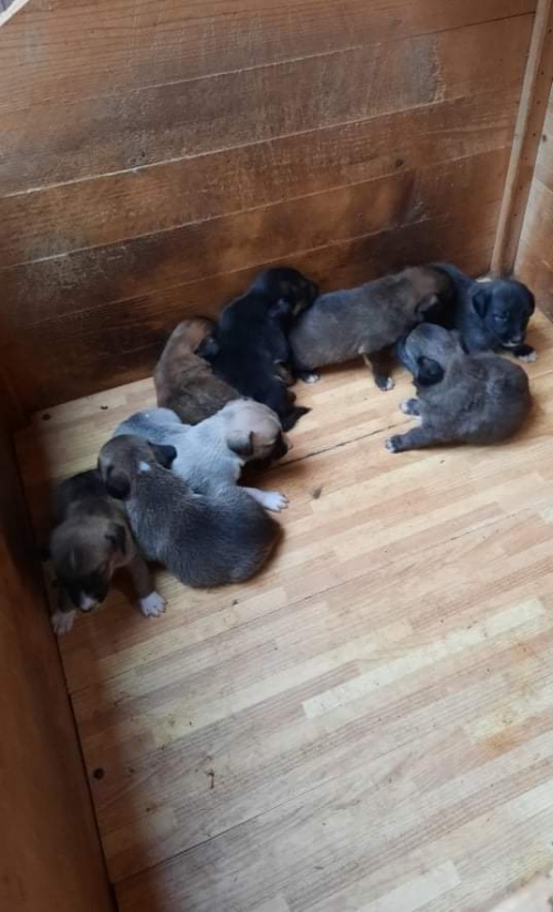 მეტისი ანნა პოლიტკოვსკაიას ქჩ