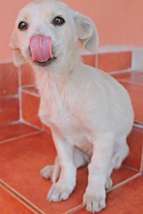 მეტისი უსახელო