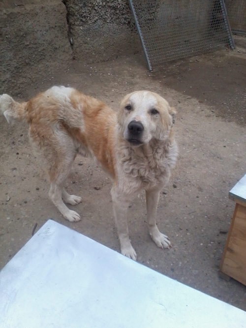 ქართული ქოფაკი ბასარა