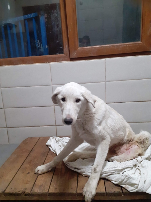 მეტისი უსახელო