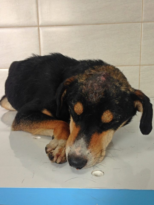 მეტისი უსახელო