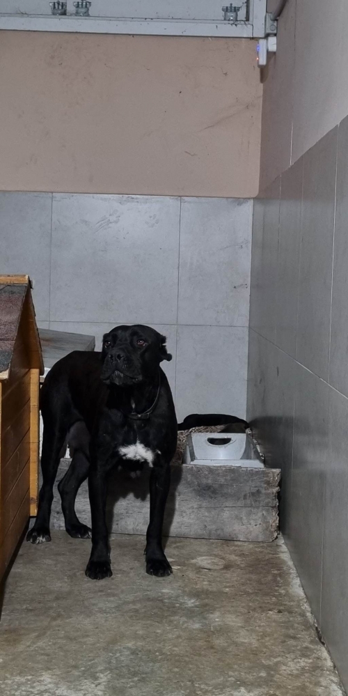 კანე კორსო გადმოიყვანა მონიტორინგმა