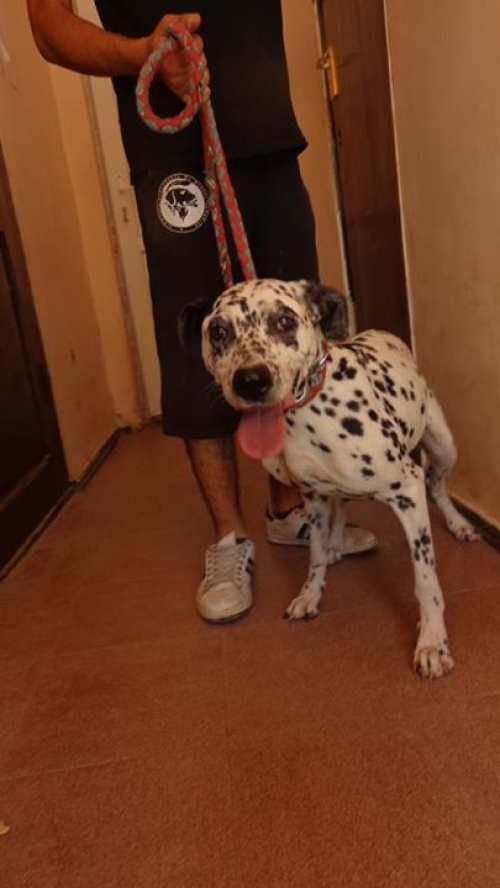 დალმატინი უცნობი